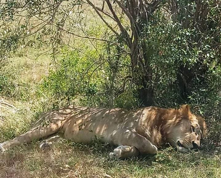 Lion in Masai Mara
