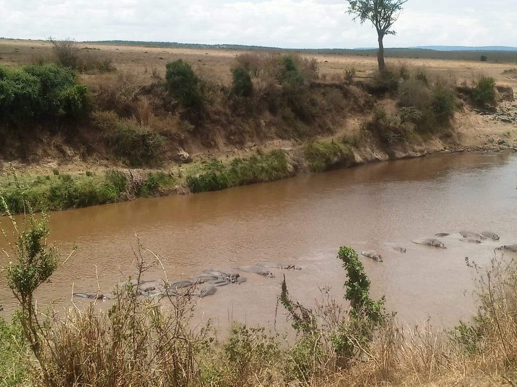 Hippos in Mara River | Ummi Goes Where?