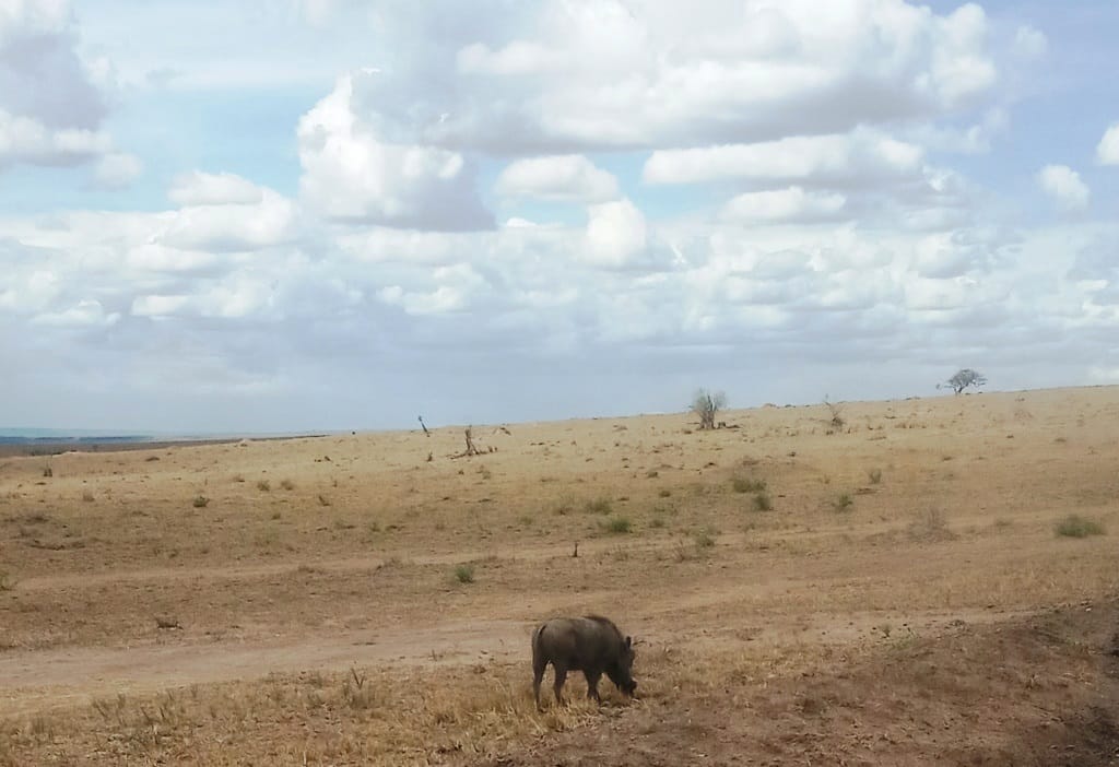 Pumba in Masai Mara safari