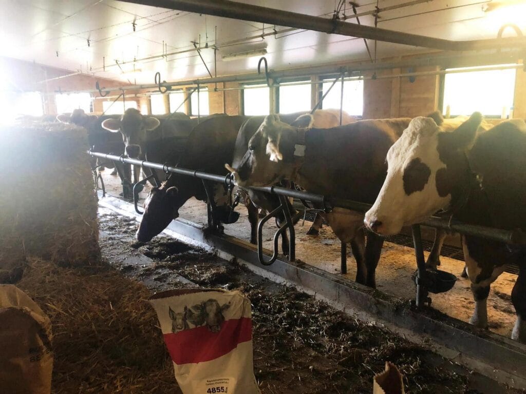 Schlaf im Stroh cows