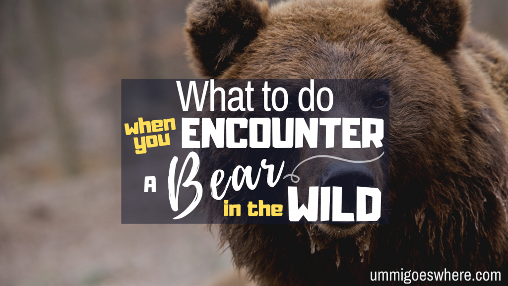 What to Do When You Encounter A Bear in the Wild | Ummi Goes Where?