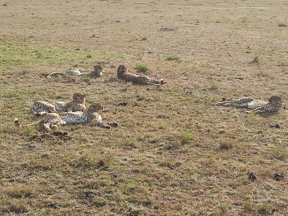 Cheetah Budget safari Masai Mara Kenya | Ummi Goes Where?
