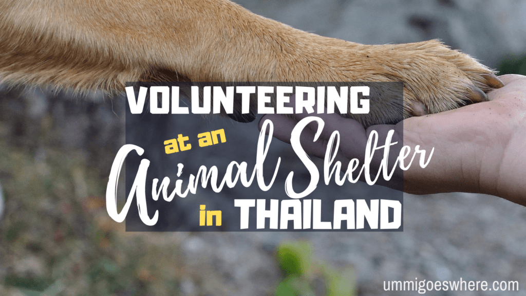Volunteering at an Animal Shelter in Thailand | Ummi Goes Where?