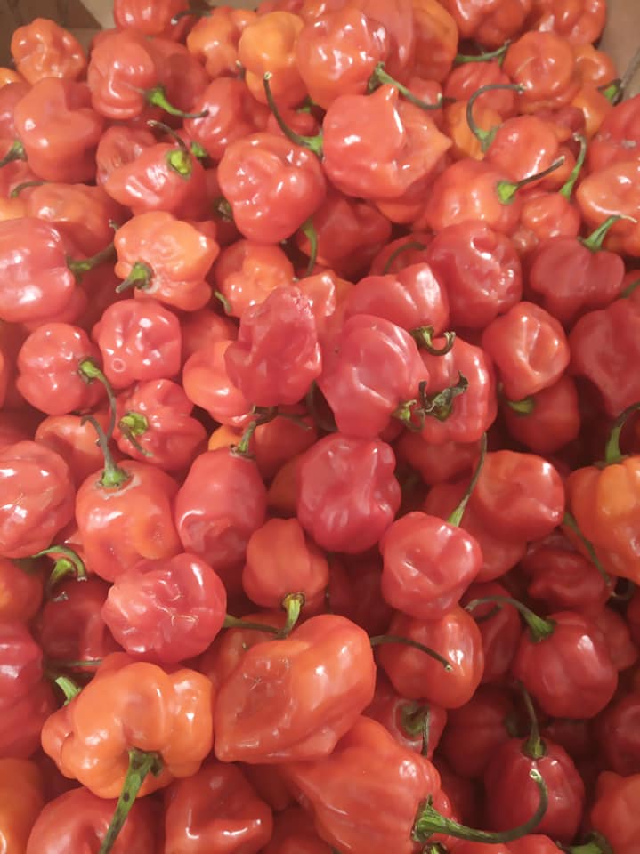 Peppers in Dar es Salaam