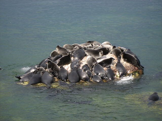 Baikal seals