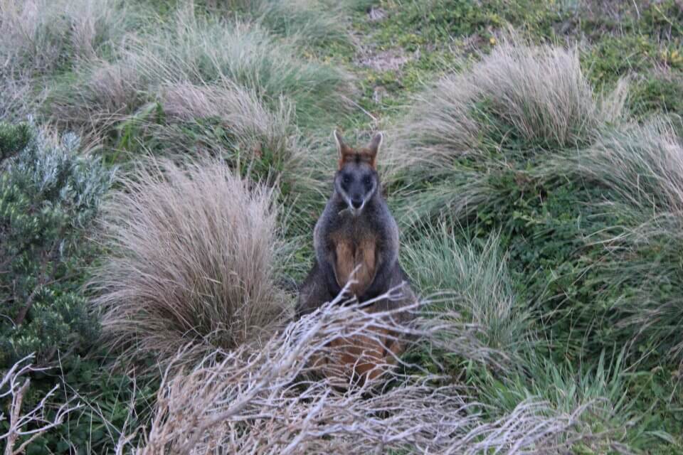 Wallaby on the Great Ocean Road