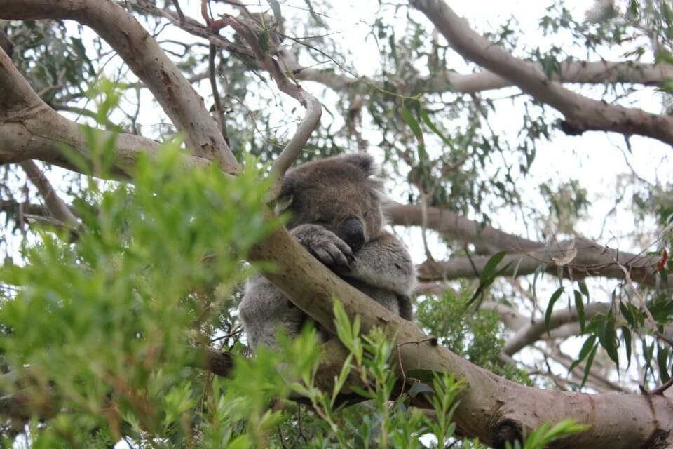 Koala on the Great Ocean Road Australia | Ummi Goes Where?