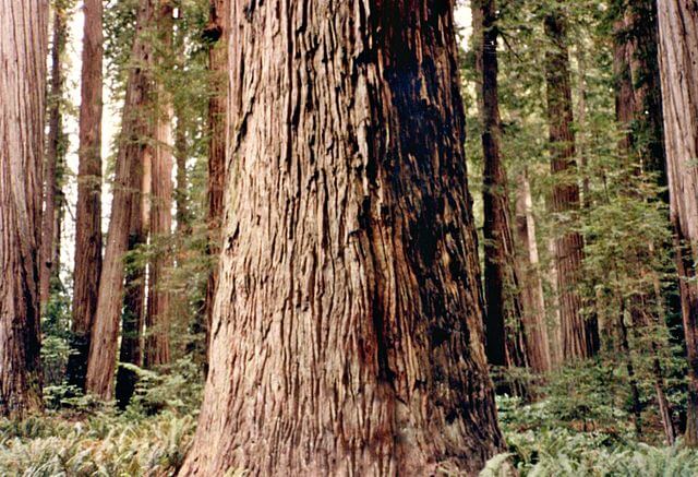 California Redwoods