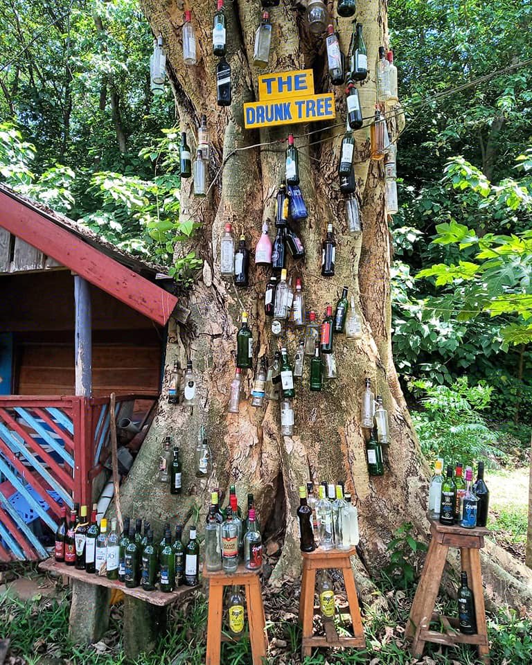 Drunk Tree Jinja | Ummi Goes Where?