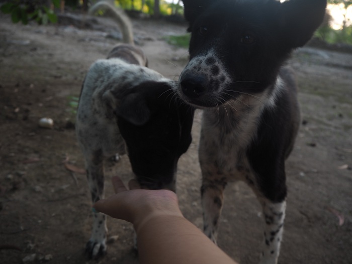 Black and white dogs. One sniffing someone's extended hand